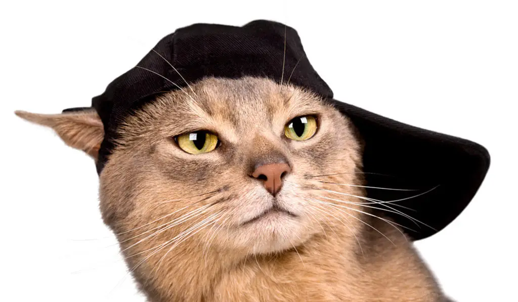 cat with hat fashion