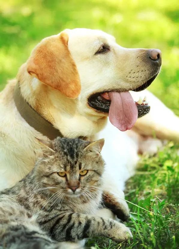 dog and cat friends