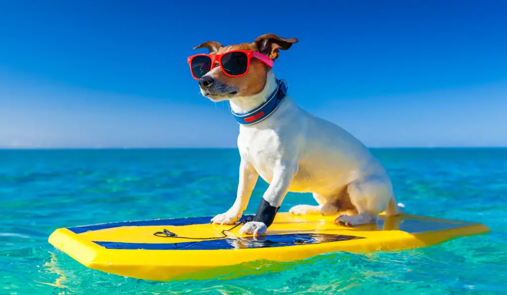 dog on boogie board