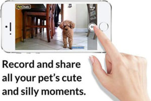 PetChatz Video Camera Recording