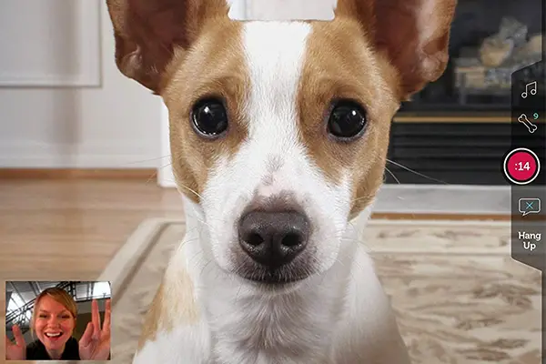 PetChatz and PawCall Video Camera For Dogs