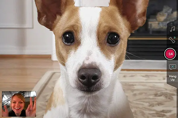 petchatz review