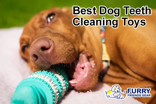 Best Dog Teeth Cleaning Toys, A Comprehensive 2024 List