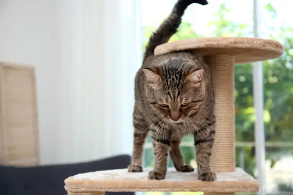 cat climbing a cat tree