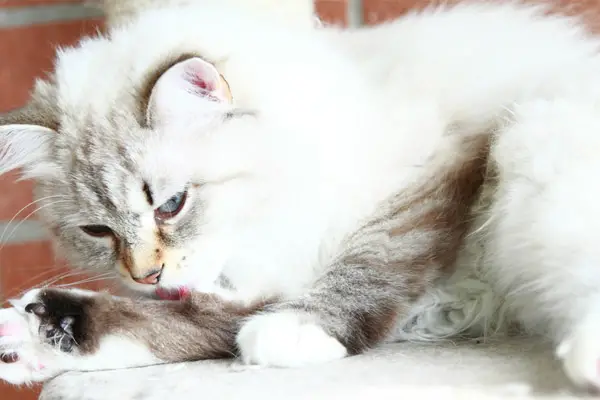 cat sitting on a cat tree relaxing