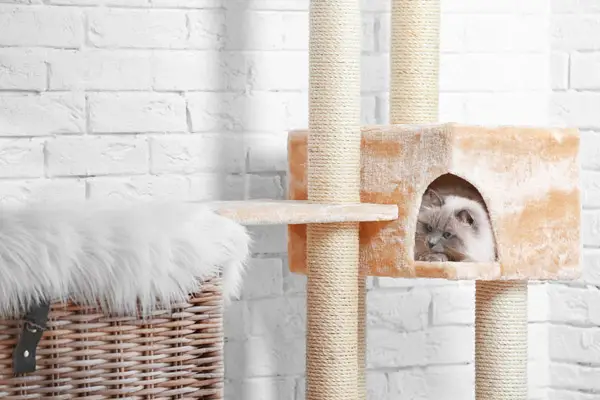 cat sleeping on cat condo