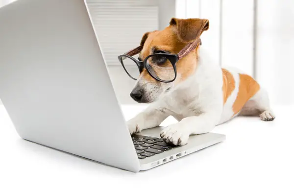 dog on computer with owner