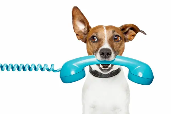 dog talking on phone