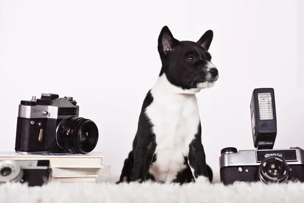 dog with a camera