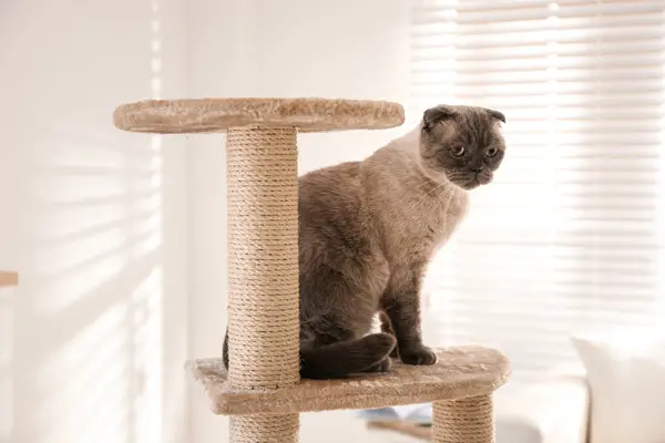 image of a cat enjoying his cat tree