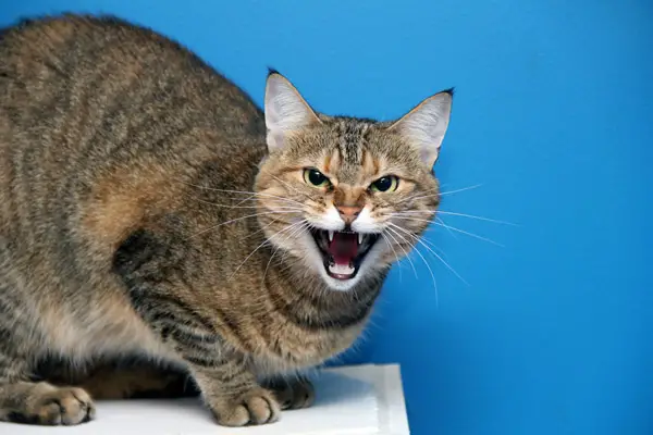 image of a cat hissing on a cat tree