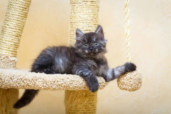 image of a cat in their cat tree