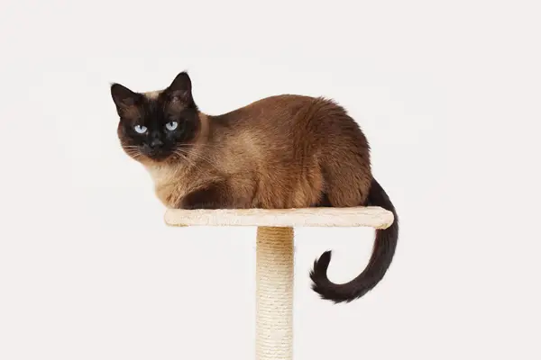 image of a cat on a cat tree