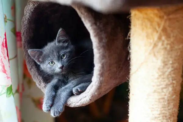 image of a cat tree with a kitten on it