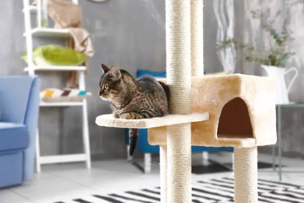 image of a large cat tree