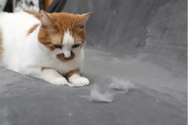 image of cat shedding on cat tree