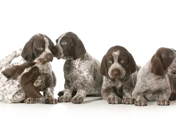 image of puppies on dog camera