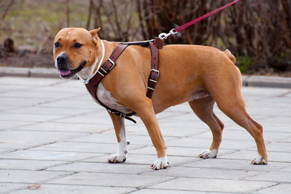 Pet harness for dogs