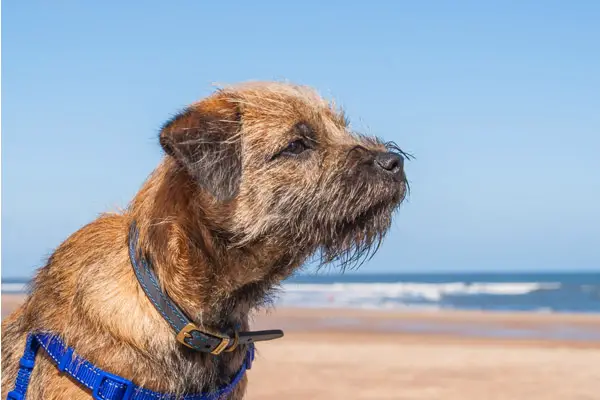 dog on beach wearing harness