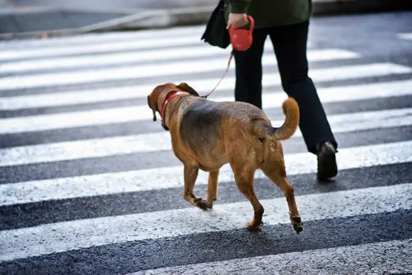 dog with leader