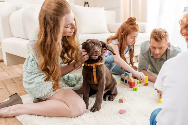 puppy with harness