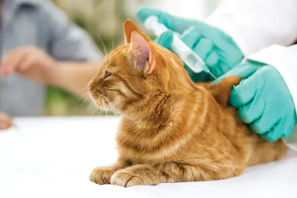 giving insulin to a cat with diabetes