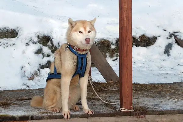 husky with dog harness