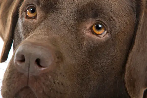 image of a chocolate labrador