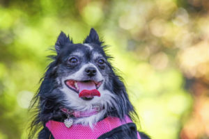 image of a dog with a harness