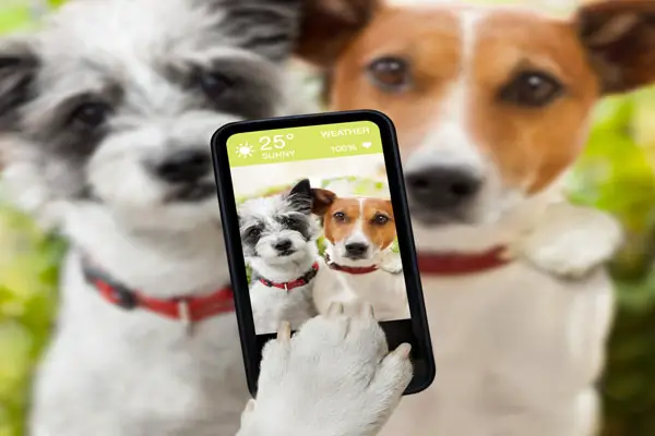 image of a pet cam with dogs taking selfies