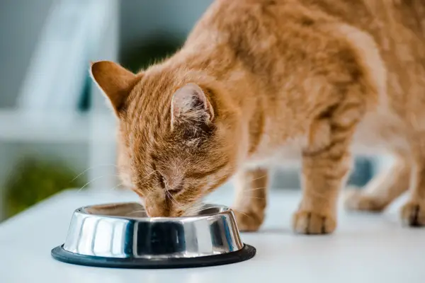 image of an older cat eating diabetic cat food