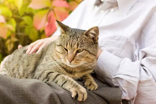 Diabetic Cats Require Extra Attention When It Comes to Food