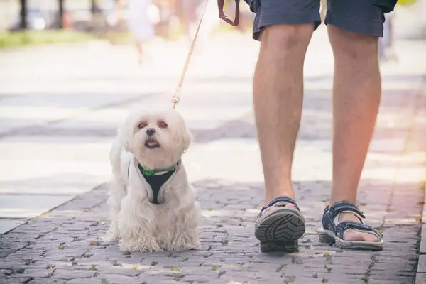 man walking dog on harness