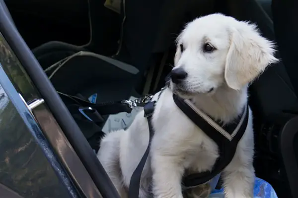 puppy with harness