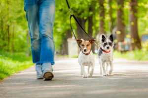 walking the dog with a collar on