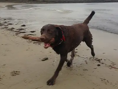 Bailey at the beach