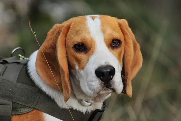 Beagle Dog Breed