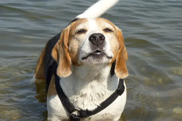 Beagle