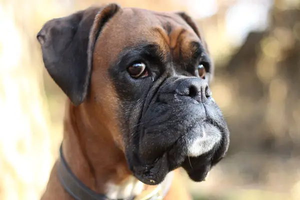 Boxer Dog Breed