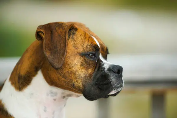 Boxer Dog