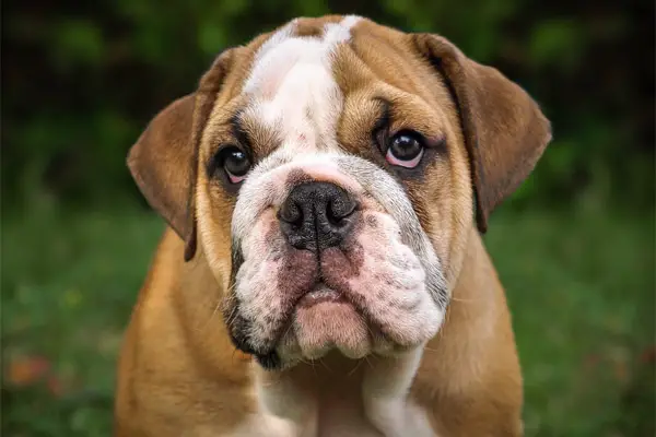 Bulldog Dog Breed