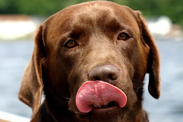 Chocolate Labrador Retriever