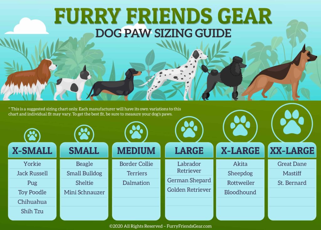 Dog Paw Sizing Guide