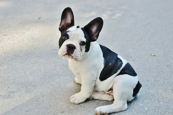 French Bulldog Dog Breed