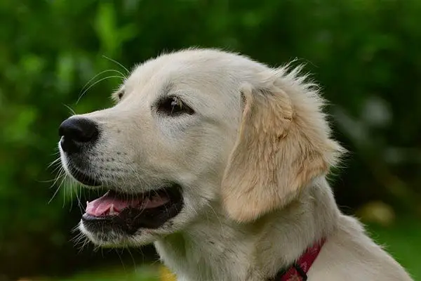 Golden Retriever Dog Breed