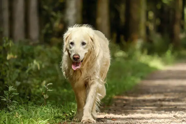 Golden Retriever Facts