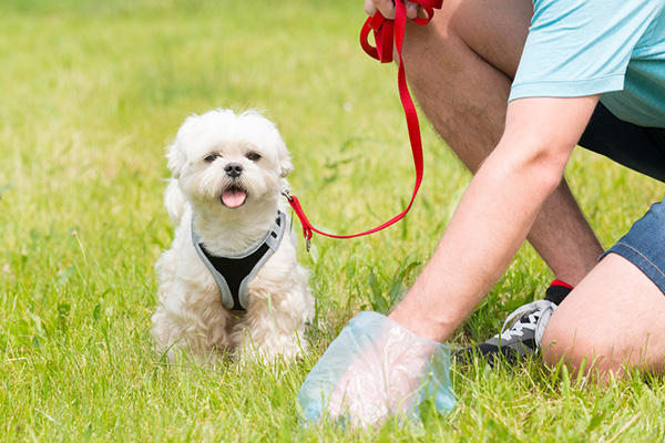 How Often Should You Pick Up Dog Poop In Your Yard