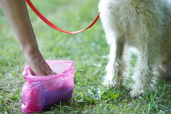 How to Pick-Up Dog Poop