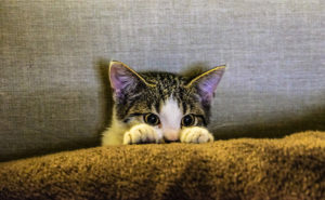 Kitten in sofa