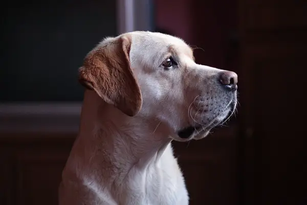 Labrador retriever face